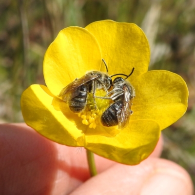 Lasioglossum (Chilalictus) lanarium (Halictid bee) at Tuggeranong, ACT - 16 Oct 2023 by HelenCross