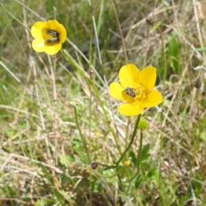 Lasioglossum (Chilalictus) lanarium at Tuggeranong, ACT - 16 Oct 2023 01:30 PM