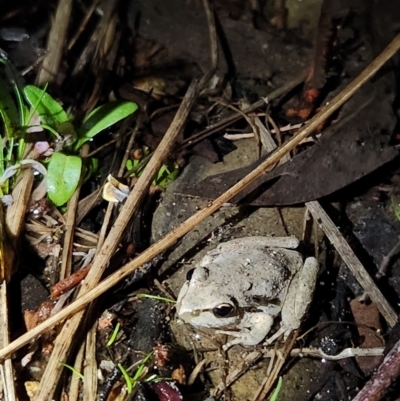 Litoria lesueuri (Lesueur's Tree-frog) at Lower Cotter Catchment - 14 Oct 2023 by Ct1000