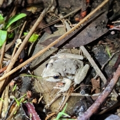 Litoria lesueuri at Cotter River, ACT - 14 Oct 2023 08:02 PM