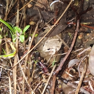 Litoria lesueuri at Cotter River, ACT - 14 Oct 2023