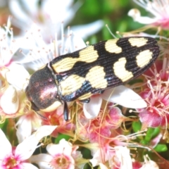 Castiarina decemmaculata (Ten-spot Jewel Beetle) at Coree, ACT - 14 Oct 2023 by Harrisi