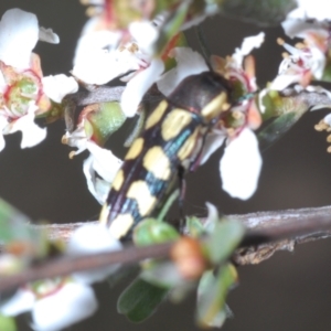 Castiarina decemmaculata at Belconnen, ACT - 15 Oct 2023