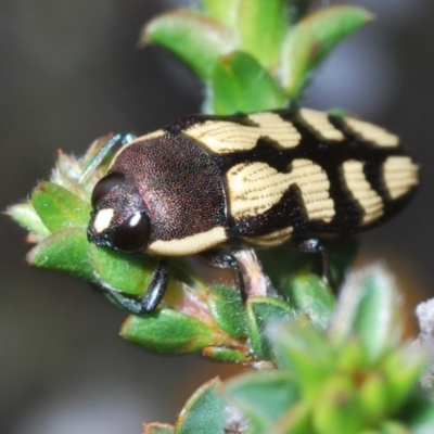 Castiarina decemmaculata (Ten-spot Jewel Beetle) at Piney Ridge - 15 Oct 2023 by Harrisi