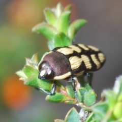 Castiarina decemmaculata at Stromlo, ACT - 15 Oct 2023