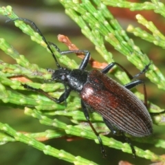 Homotrysis sp. (genus) (Darkling beetle) at Piney Ridge - 15 Oct 2023 by Harrisi