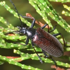 Homotrysis sp. (genus) at Stromlo, ACT - 15 Oct 2023