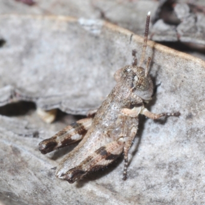 Brachyexarna lobipennis (Stripewinged meadow grasshopper) at Block 402 - 15 Oct 2023 by Harrisi