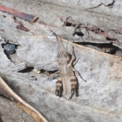 Brachyexarna lobipennis at Stromlo, ACT - 15 Oct 2023