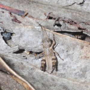 Brachyexarna lobipennis at Stromlo, ACT - 15 Oct 2023