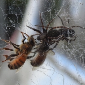 Badumna insignis at Chisholm, ACT - 16 Oct 2023