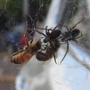 Badumna insignis at Chisholm, ACT - 16 Oct 2023