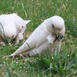 Cacatua sanguinea at Symonston, ACT - 15 Oct 2023 01:29 PM