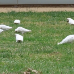 Cacatua sanguinea at Symonston, ACT - 15 Oct 2023 01:29 PM