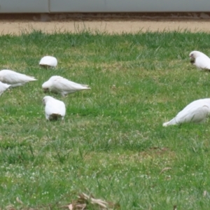 Cacatua sanguinea at Symonston, ACT - 15 Oct 2023 01:29 PM