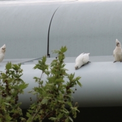 Cacatua sanguinea at Symonston, ACT - 15 Oct 2023 01:29 PM