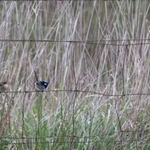 Malurus cyaneus at Symonston, ACT - 15 Oct 2023