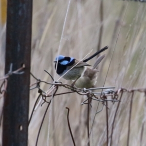 Malurus cyaneus at Symonston, ACT - 15 Oct 2023