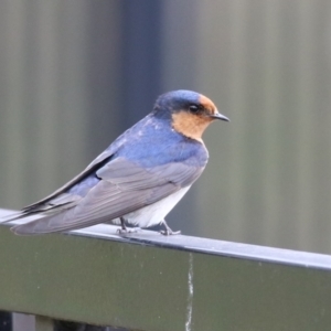 Hirundo neoxena at Symonston, ACT - 15 Oct 2023