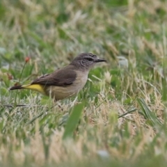 Acanthiza chrysorrhoa (Yellow-rumped Thornbill) at Symonston, ACT - 15 Oct 2023 by RodDeb