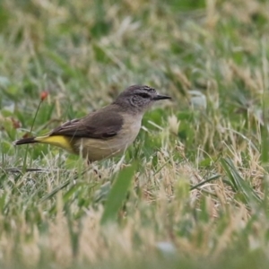 Acanthiza chrysorrhoa at Symonston, ACT - 15 Oct 2023