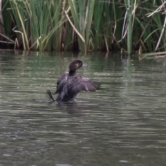 Biziura lobata (Musk Duck) at Isabella Plains, ACT - 16 Oct 2023 by RodDeb