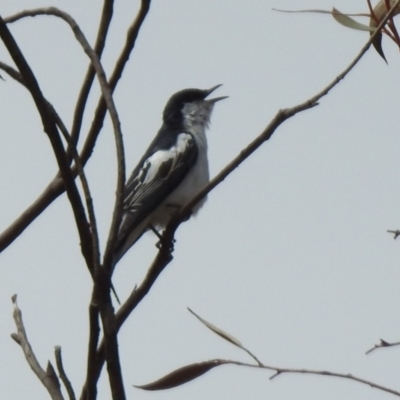 Lalage tricolor (White-winged Triller) at Greenway, ACT - 16 Oct 2023 by RodDeb