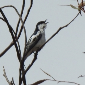 Lalage tricolor at Greenway, ACT - 16 Oct 2023 01:12 PM