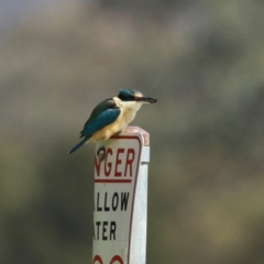 Todiramphus sanctus (Sacred Kingfisher) at Lake Tuggeranong - 16 Oct 2023 by RodDeb