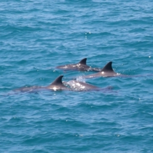 Tursiops truncatus at Point Lookout, QLD - 11 Oct 2023 12:46 PM