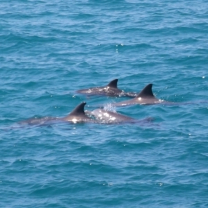 Tursiops truncatus at Point Lookout, QLD - 11 Oct 2023