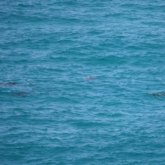 Tursiops truncatus at Point Lookout, QLD - 11 Oct 2023 12:46 PM