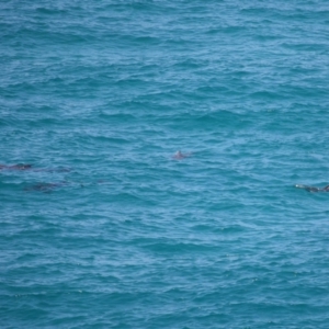 Tursiops truncatus at Point Lookout, QLD - 11 Oct 2023 12:46 PM