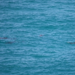 Tursiops truncatus at Point Lookout, QLD - 11 Oct 2023