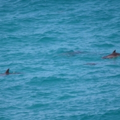 Tursiops truncatus at Point Lookout, QLD - 11 Oct 2023