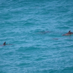 Tursiops truncatus at Point Lookout, QLD - 11 Oct 2023 12:46 PM
