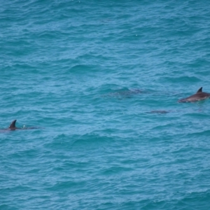 Tursiops truncatus at Point Lookout, QLD - 11 Oct 2023