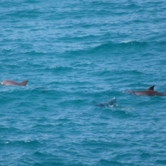 Tursiops truncatus at Point Lookout, QLD - 11 Oct 2023 12:46 PM