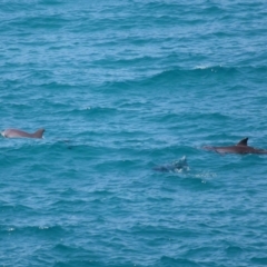 Tursiops truncatus at Point Lookout, QLD - 11 Oct 2023