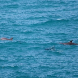 Tursiops truncatus at Point Lookout, QLD - 11 Oct 2023