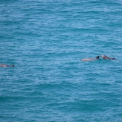 Tursiops truncatus at Point Lookout, QLD - 11 Oct 2023