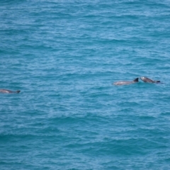 Tursiops truncatus at Point Lookout, QLD - 11 Oct 2023 12:46 PM