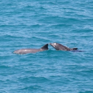 Tursiops truncatus at Point Lookout, QLD - 11 Oct 2023