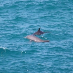 Tursiops truncatus at Point Lookout, QLD - 11 Oct 2023 12:44 PM