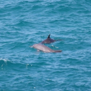 Tursiops truncatus at Point Lookout, QLD - 11 Oct 2023