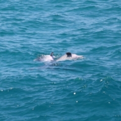 Tursiops truncatus at Point Lookout, QLD - 11 Oct 2023
