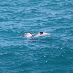 Tursiops truncatus at Point Lookout, QLD - 11 Oct 2023 12:44 PM