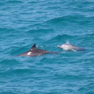 Tursiops truncatus at Point Lookout, QLD - 11 Oct 2023