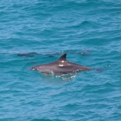 Tursiops truncatus at Point Lookout, QLD - 11 Oct 2023