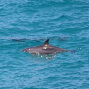 Tursiops truncatus at Point Lookout, QLD - 11 Oct 2023 12:44 PM